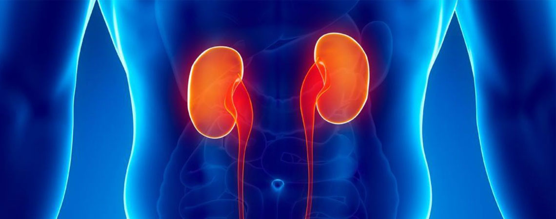 kidneys